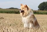 CHIEN FINNOIS DE LAPONIE 699